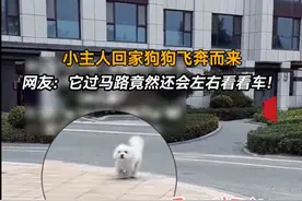 狗狗与主人重逢开心到起飞图片