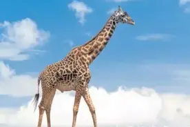 历史上豢养宠物最疯狂的王朝？图片