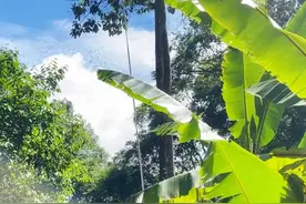 西双版纳最值得体验的项目——基诺山雨林徒步，我替你们试过了图片