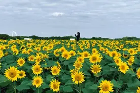 顶流！苏州这个百亩向日葵花海，开好了！图片
