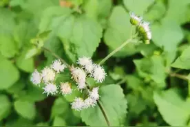 俗称“退热草”，在农村泛滥成灾，味道臭臭的，用来止血是一绝图片