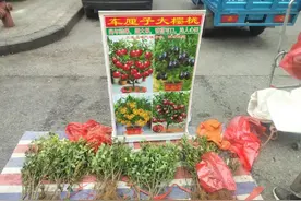 车厘子树苗骗局图片