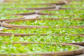 普洱茶多少钱一斤，2024年普洱茶春茶参考价格图片