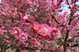 一城春色半城花！快来十堰房县解锁一场春天里的闲适之旅图片