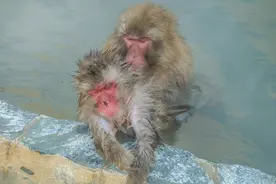 湖南一小伙钓鱼钓到“水猴子”，手臂细长还扑人，专家一看却笑了图片