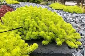 花园庭院里常见的40种花镜植物介绍（一）图片