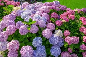 100种花不用买，剪根枝子插土里就能活，养花不用再花冤枉钱图片