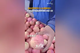 烟台大苹果徒手能掰十六瓣 烟台苹果凭什么全国闻名？图片