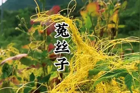 菟丝子又叫无娘藤，阎王藤，讨厌的寄生植物，价值可了不起图片