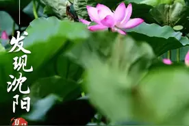 【央媒看沈阳】夏日限定的这份浪漫 “荷”你有约图片