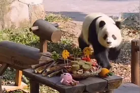 大熊猫渝可渝爱中秋月饼吃到塞牙图片