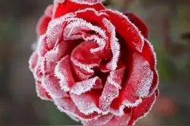 冰清玉洁的雪中花图片