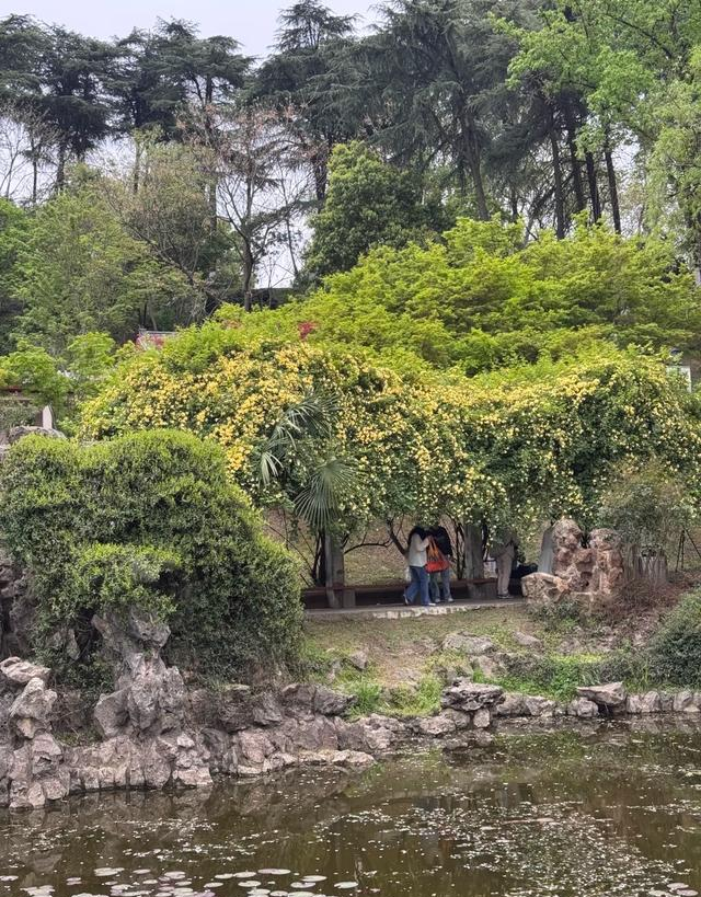 南京城内最大规模木香花开了，不要门票，香飘四溢，地铁公交直达
