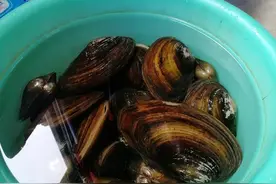 为什么没人吃河蚌？吃河蚌的危害很大？我也是今天知道的图片