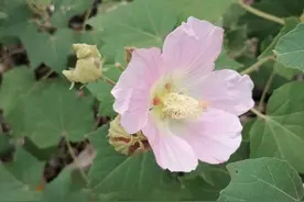 美如仙子的木芙蓉，不仅颜值在线，还是妥妥的清热消肿高手！图片