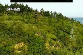 中国籍播音员被解雇后续：中年难找工作，多位网友喊话入职央视图片