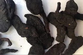 身体早衰，多是肝肾不足！只3味药，强筋健骨，让你元气满满图片