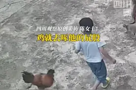 笑麻了！男孩被公鸡攻击，爸爸杀鸡吃席，网友戏称：冲动的代价。图片