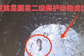 湖南发现一只国家二级保护动物虎纹蛙，掉井里被淹死了图片