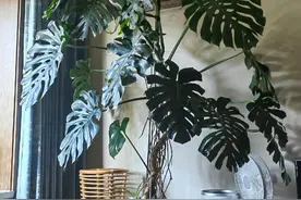 一年时间，龟背竹从小苗到巨物，快速养成大老桩不传秘籍图片