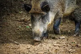 野猪为什么喜欢攻击人？猎人们说出几种原因，让人陷入深思图片