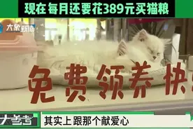 河南一女子免费领养猫咪深陷“猫贷”纠纷，网友破防：我也背负3年“猫贷”图片