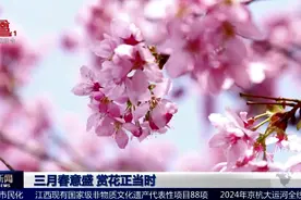 三月春意盛 赏花正当时图片