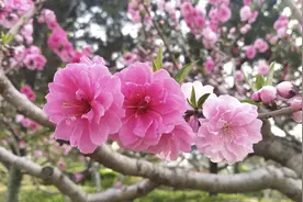 通俗解读“做官莫向前，作客莫在后”图片