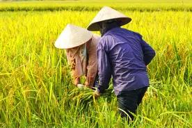 司马南：当黑幕揭开，由来已久的坑农害农现象如何整治？图片