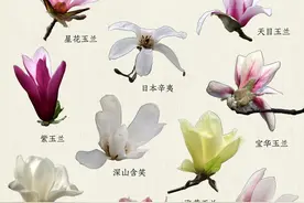 木兰花脸盲症速退！玉兰识别指南来了!图片