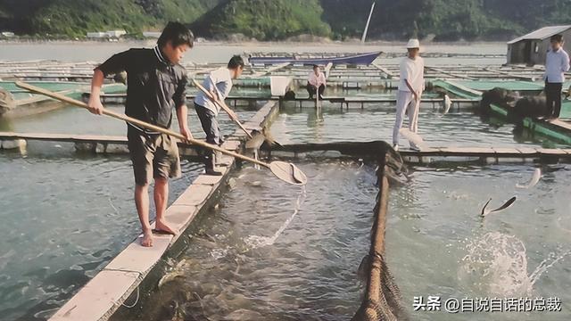 巴西黄鱼胶多少钱一斤 2026年巴西鱼胶便宜吗
