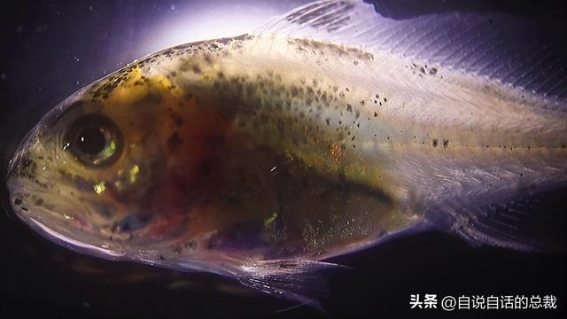 花胶多少钱一斤2021 2026年花胶多少钱一斤2025年价格表图片