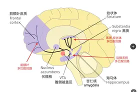 让我们一次性彻底弄明白“多巴胺”是怎么回事图片