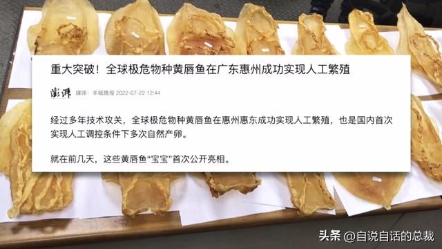 最贵的花胶多少钱一斤 2026年全世界最贵的花胶