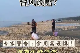 台风馈赠？海滩生蚝泛滥，居民疯狂捡拾，专家警告：食用需谨慎！图片