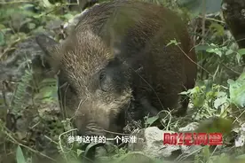 野猪致害省份多达26个，野猪肉为啥不能摆上餐桌？图片