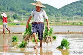 农民养老好消息不断！养老金按最高档交，每个月能领1000元吗？图片