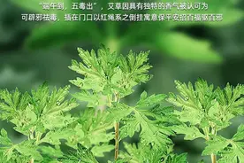 端午节门上插艾草有什么讲究吗？到底有什么来头？图片