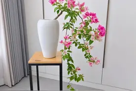 三角梅好看的秘诀：修剪十造型图片