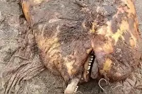 长江宜昌段江豚死亡，嘴上发现多枚鱼钩，钓鱼人称咱可“不背锅”图片