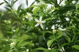 柑花烂漫丨打造新会陈皮“天花板”第一步！图片