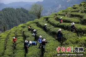 黔东南台江：人勤不负春光好 春茶采摘正当时图片