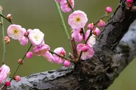 七宝这3个踏青好去处，约吗？图片