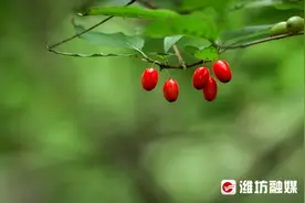 来这里，邂逅王维诗里的茱萸图片