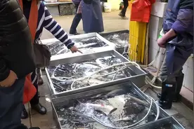 买鱼时为啥鱼贩子总用黑袋子装鱼，了解原因后，下次真的要注意了图片