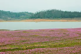 桂林灵川：千亩紫云英花开成海引客来图片