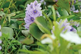 水陆空来袭——广西的外来入侵植物图片