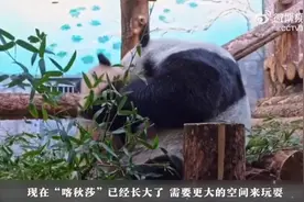 在俄出生的熊猫宝宝“喀秋莎”3月8日公开亮相图片