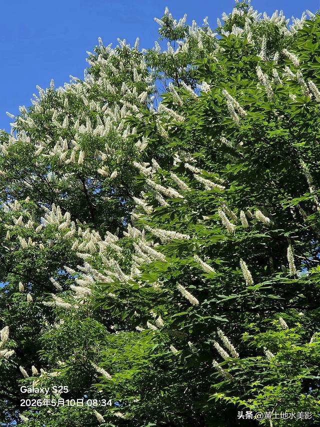 洛阳重渡沟：千年菩提花开，快来接住这份限定好运，错过再等一年