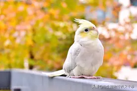 养什么鸟好玩又干净？养什么鸟好养又粘人养什么鸟可以散养不飞走图片